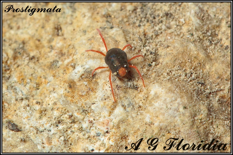 Penthaleidae - (Malta)